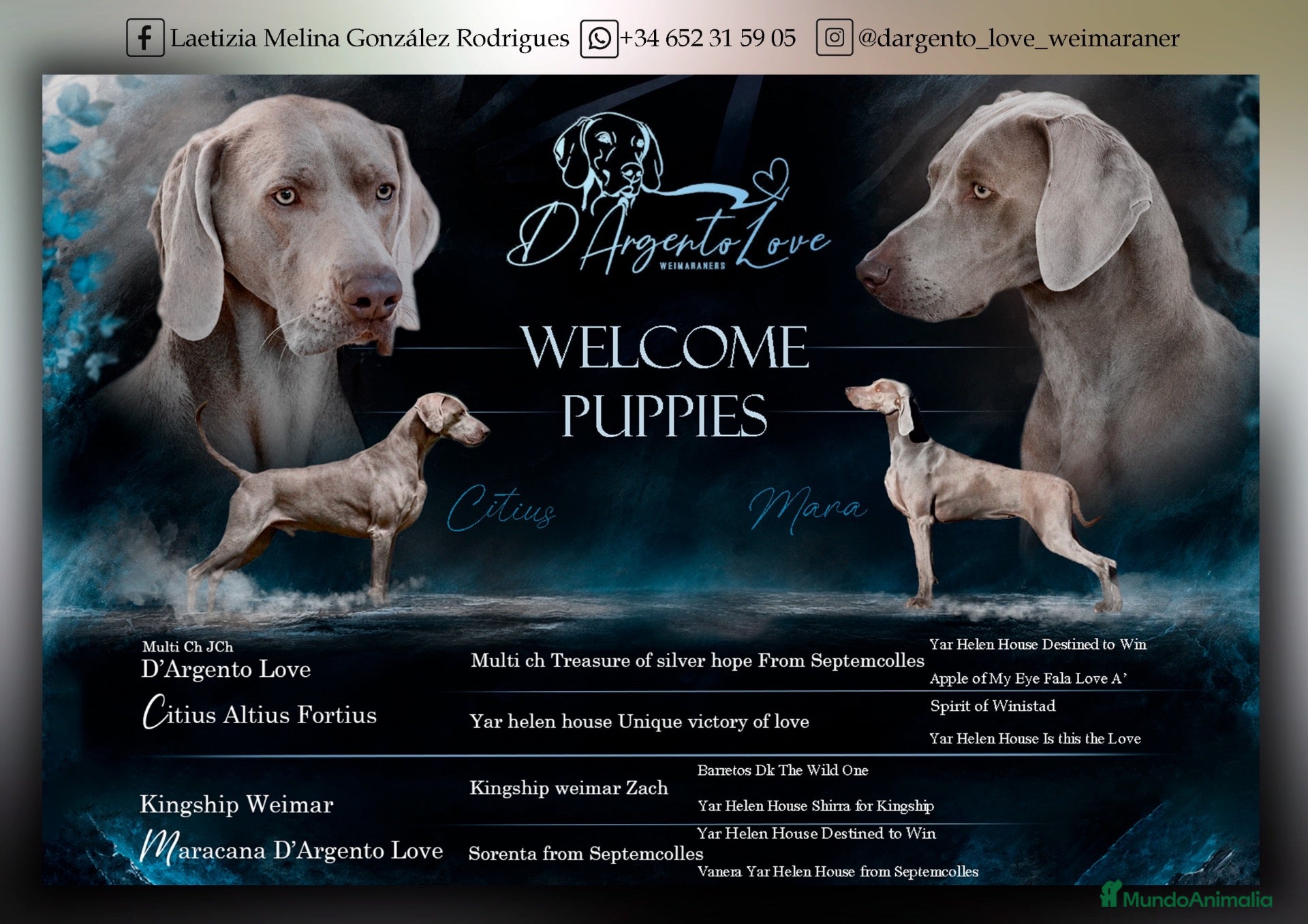 Weimaraner perros Cachorros weimaraner  - Anuncio 1