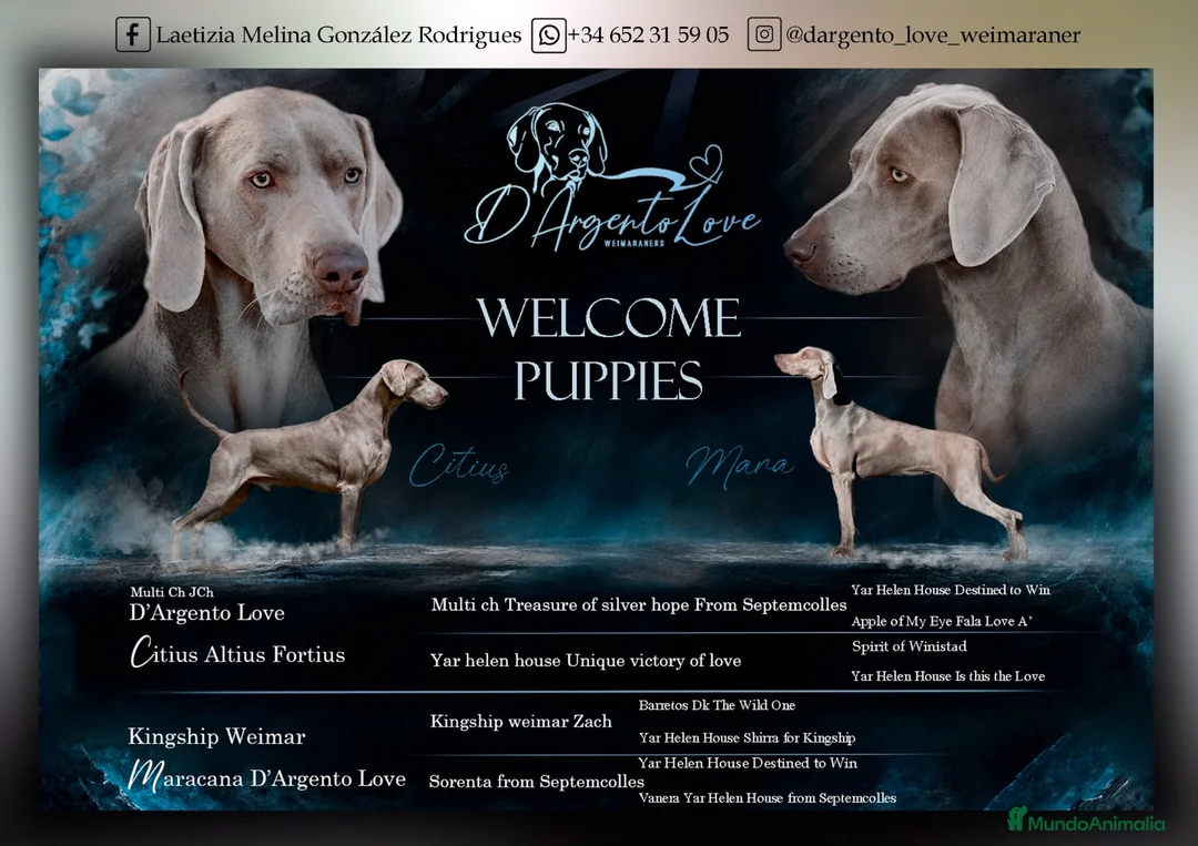 Weimaraner perros en venta: Cachorros weimaraner  - Anuncio 1