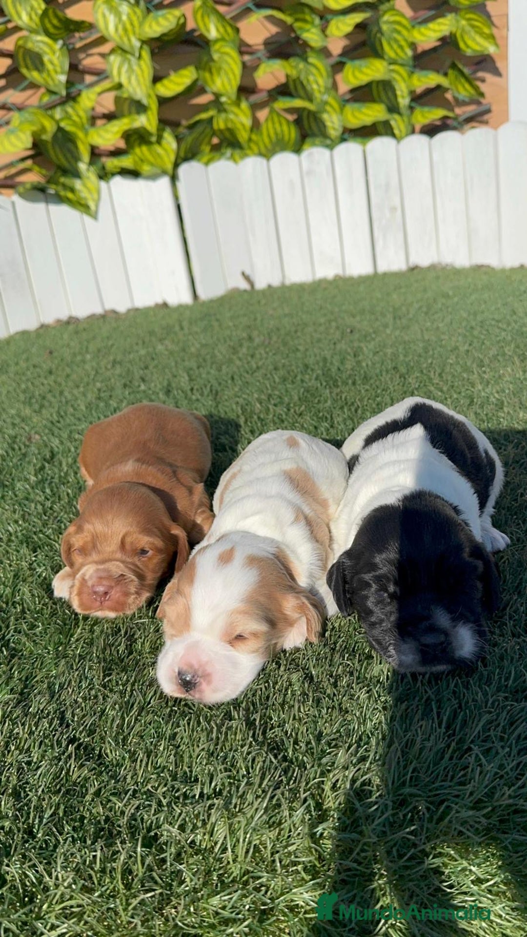 Cocker Spaniel Inglés perros en venta: COCKER SPANIEL INGLES - Anuncio 10