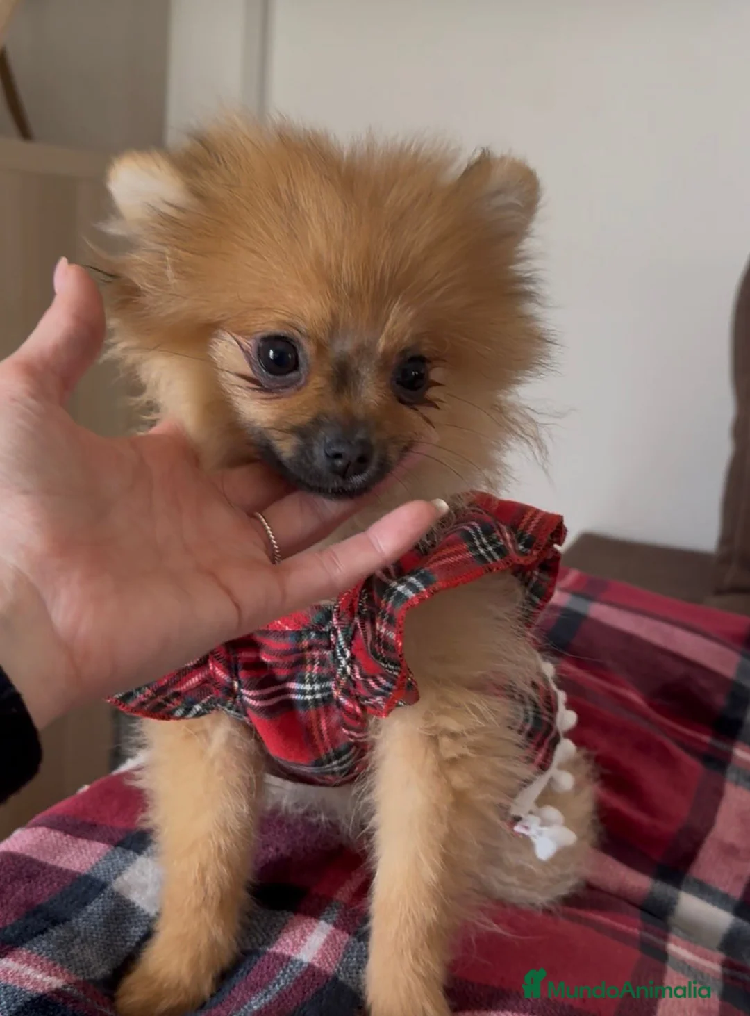 Pomerania perros en venta: Pomerania mini en muda - Anuncio 1