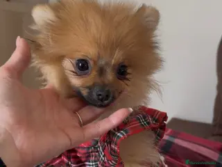 Pomerania perros Pomerania mini en muda - Anuncio 1