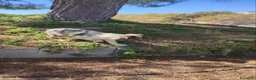 Pastor Australiano perros en venta: PASTOR AUSTRALIANO  - Anuncio 2