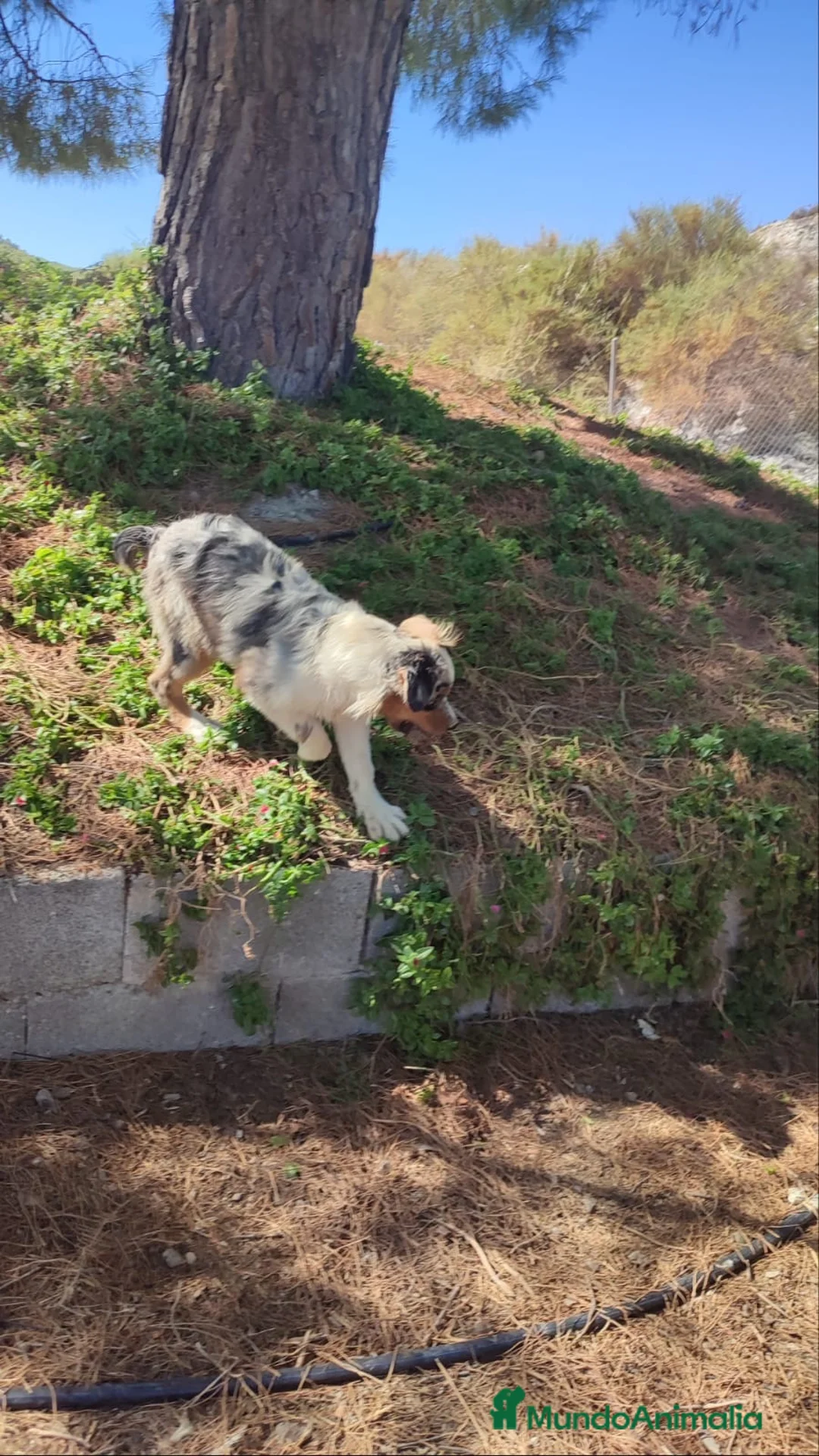 Pastor Australiano perros en venta: PASTOR AUSTRALIANO  - Anuncio 2