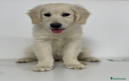 Golden Retriever perros en venta: GOLDEN - Imagen 1