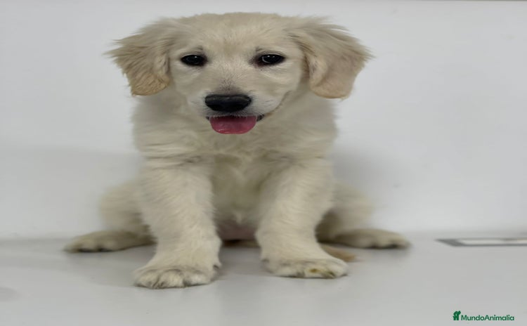 Golden Retriever perros - Anuncio 1