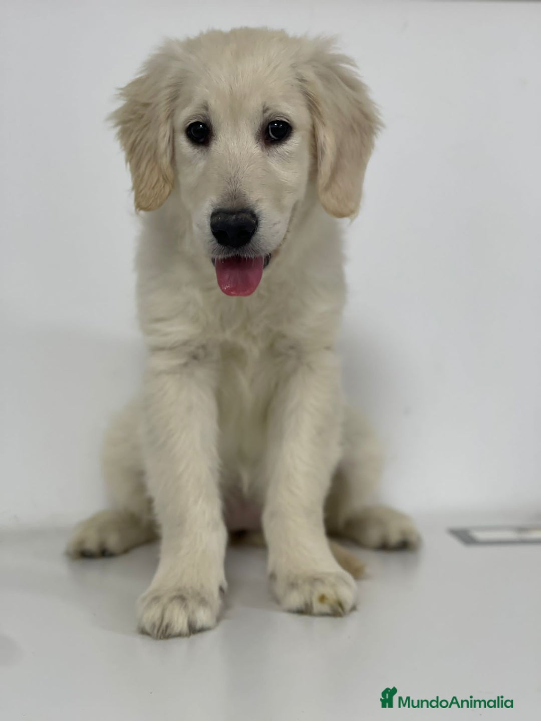 Golden Retriever perros en venta: GOLDEN - Imagen 1