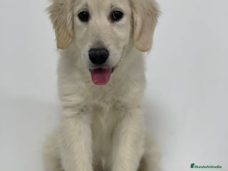 Golden Retriever perros - Anuncio 26