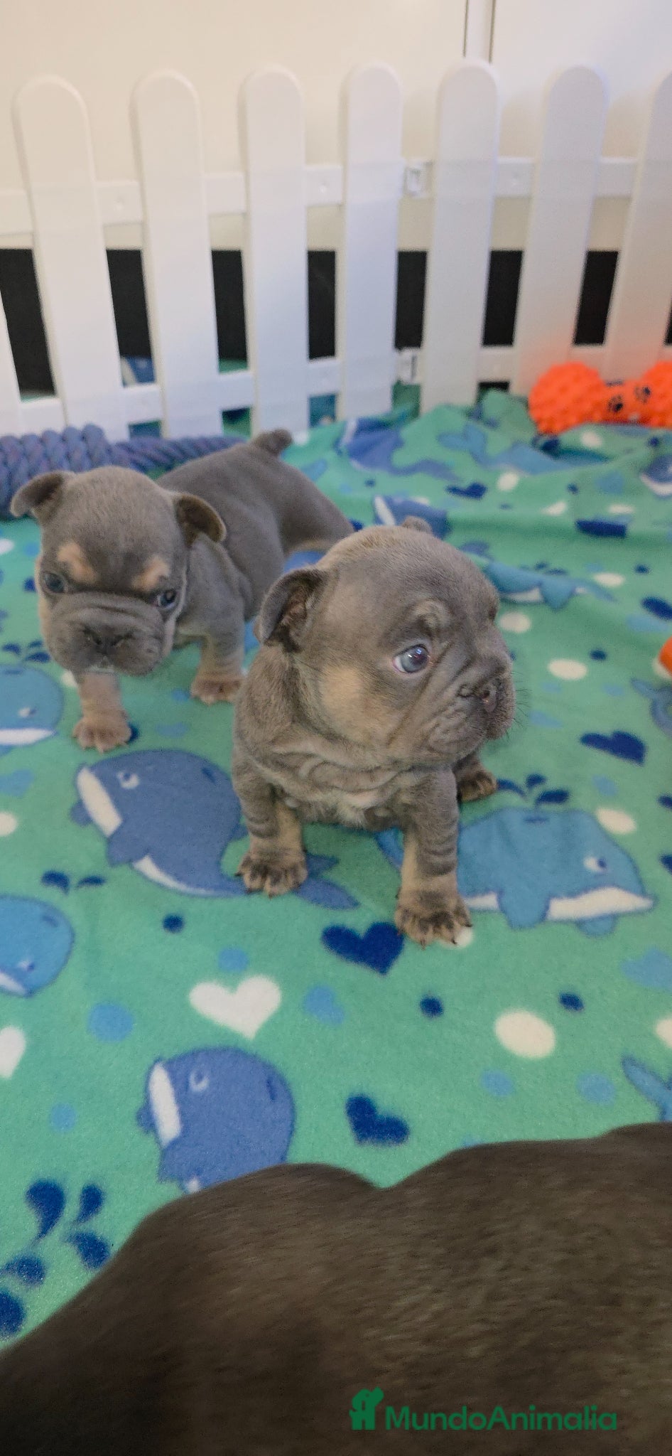 Bulldog Francés perros en venta: Frenchis exoticos  - Anuncio 3