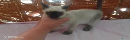 Siamés gatos en venta: Hembra de siames - Anuncio 1
