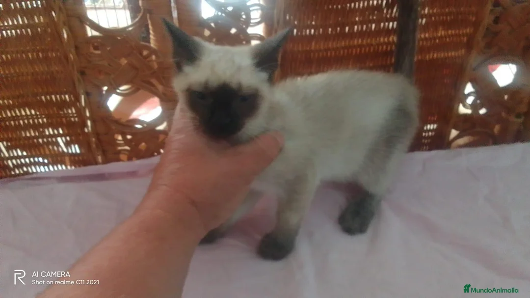 Siamés gatos en venta: Hembra de siames - Anuncio 1