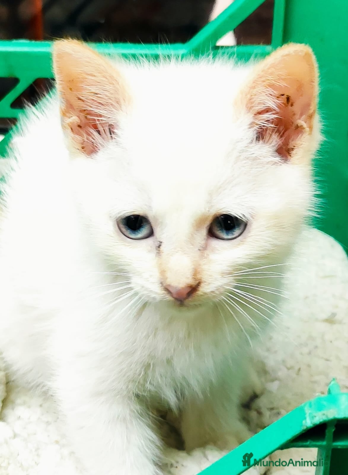 Raza Mixta gatos Gatitas comunes - Anuncio 2