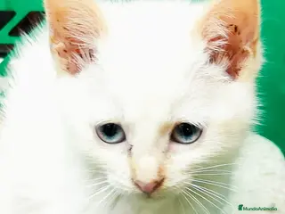 Raza Mixta gatos Gatitas comunes - Anuncio 1