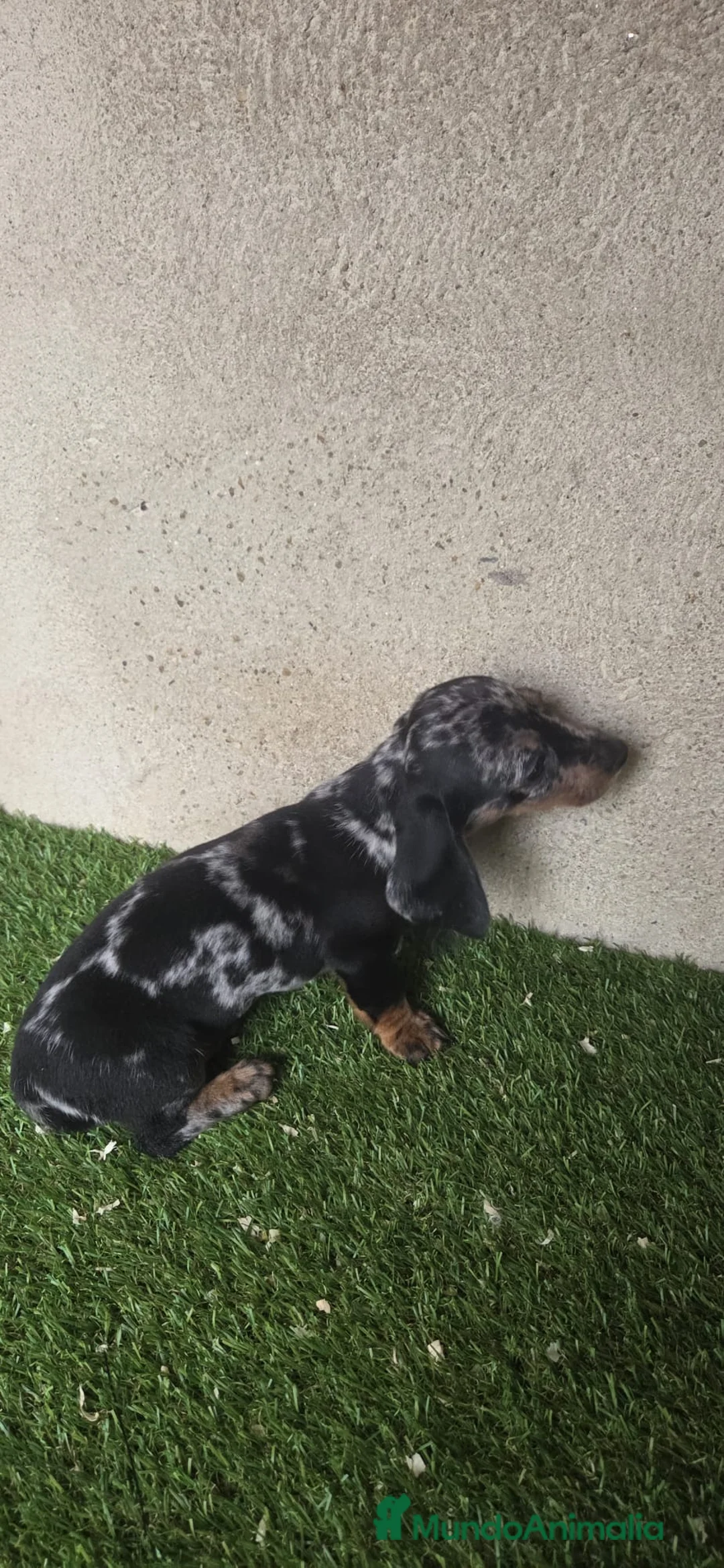 Teckel perros en venta: Teckel mini pelo corto en Cáceres - Anuncio 2