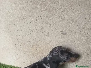 Teckel perros Teckel mini pelo corto - Anuncio 2