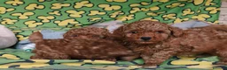 Caniche Toy perros en venta: Caniches toy: - Anuncio 3