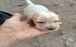 Raza Mixta perros en venta: Cachorritos de cockapoo  - Imagen 1