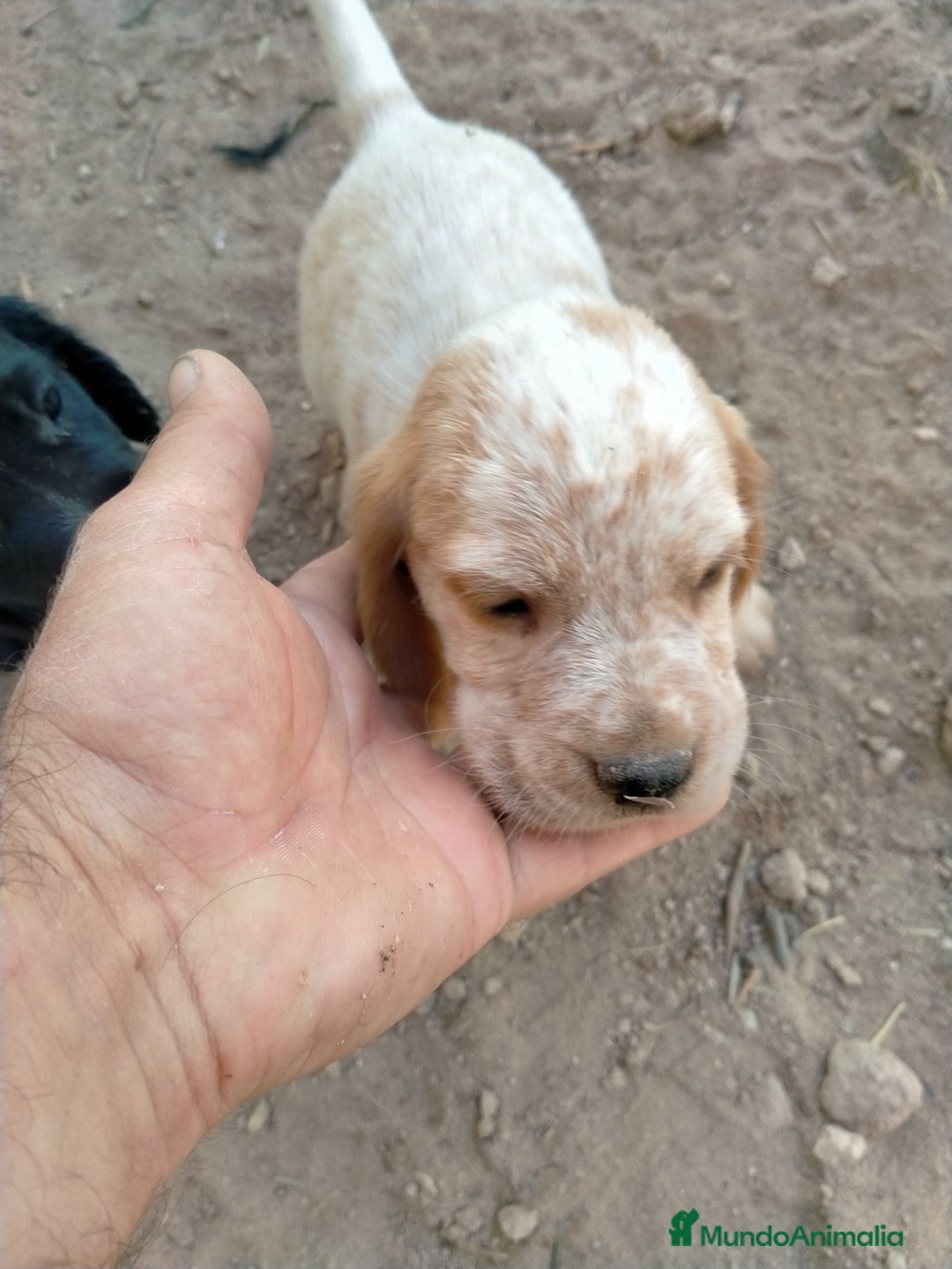 Raza Mixta perros en venta: Cachorritos de cockapoo  - Imagen 1