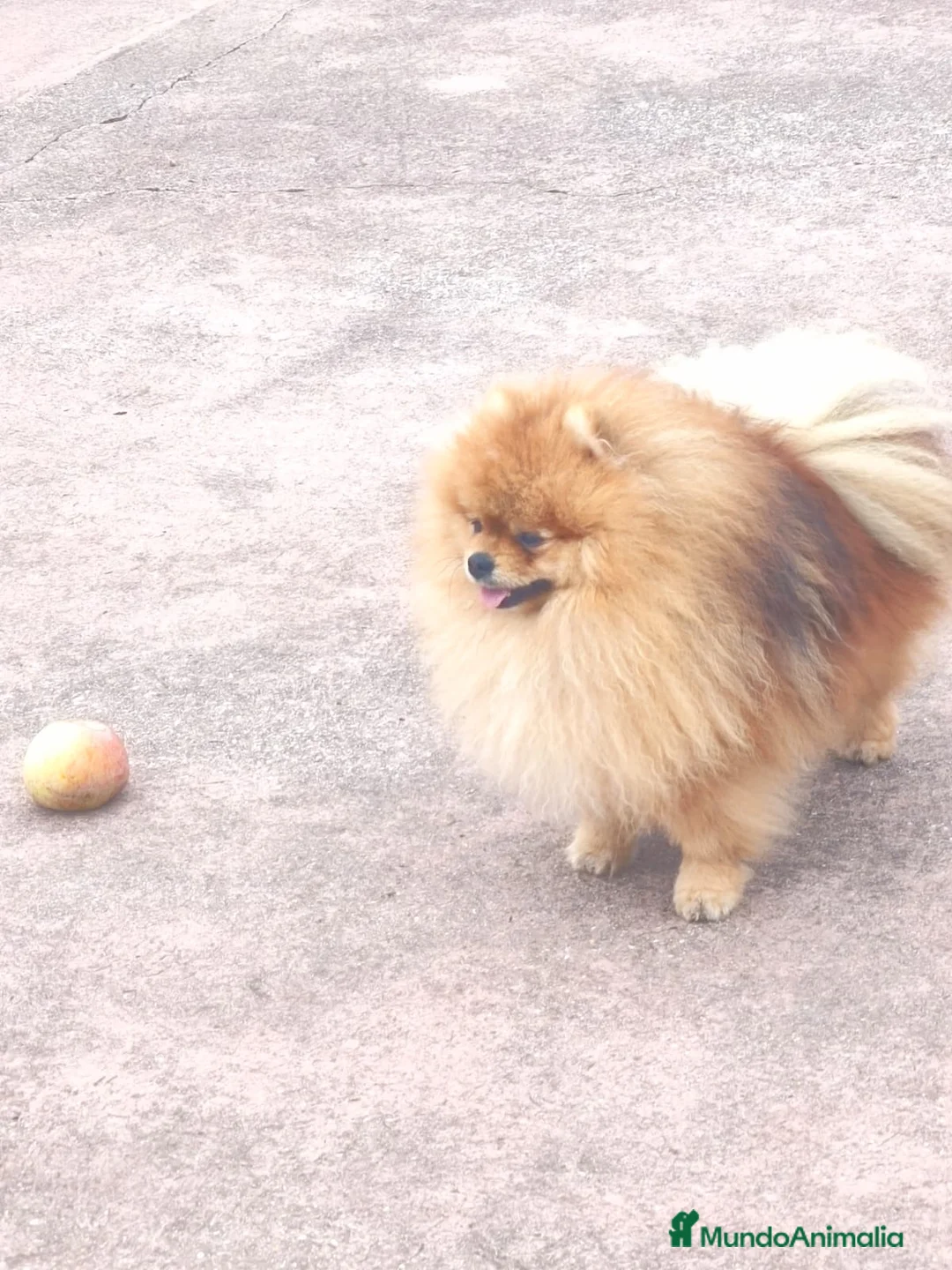 Pomerania perros en venta: Macho para Exposiciónes y Concursos  - Anuncio 3