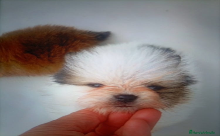 Pomerania perros - Anuncio 1