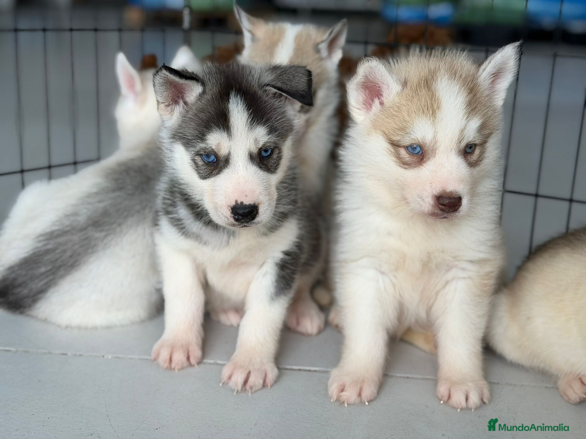 Husky Siberiano perros HUSKYS - Anuncio 2