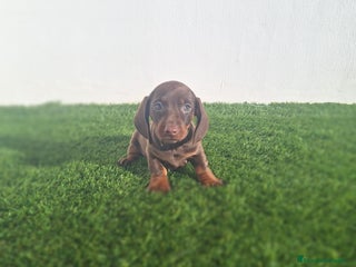 Teckel Miniatura perros TECKEL MINIATURA CHOCOLATE - Anuncio 5