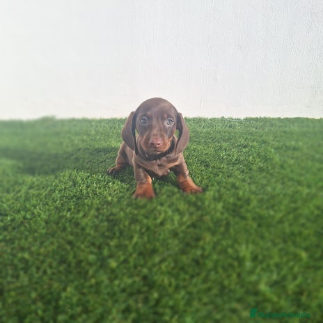 Teckel Miniatura perros TECKEL MINIATURA CHOCOLATE - Anuncio 1