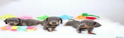 Teckel Miniatura perros en venta: Teckels Miniatura#Calidad, seriedad y seguimiento - Anuncio 26