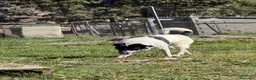 Mastín Español perros en venta: Adopción mastina pinta - Anuncio 4