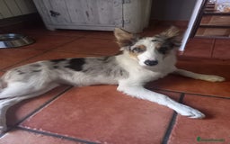 Border Collie perros en venta: Cachorra de border collie  - Imagen 3