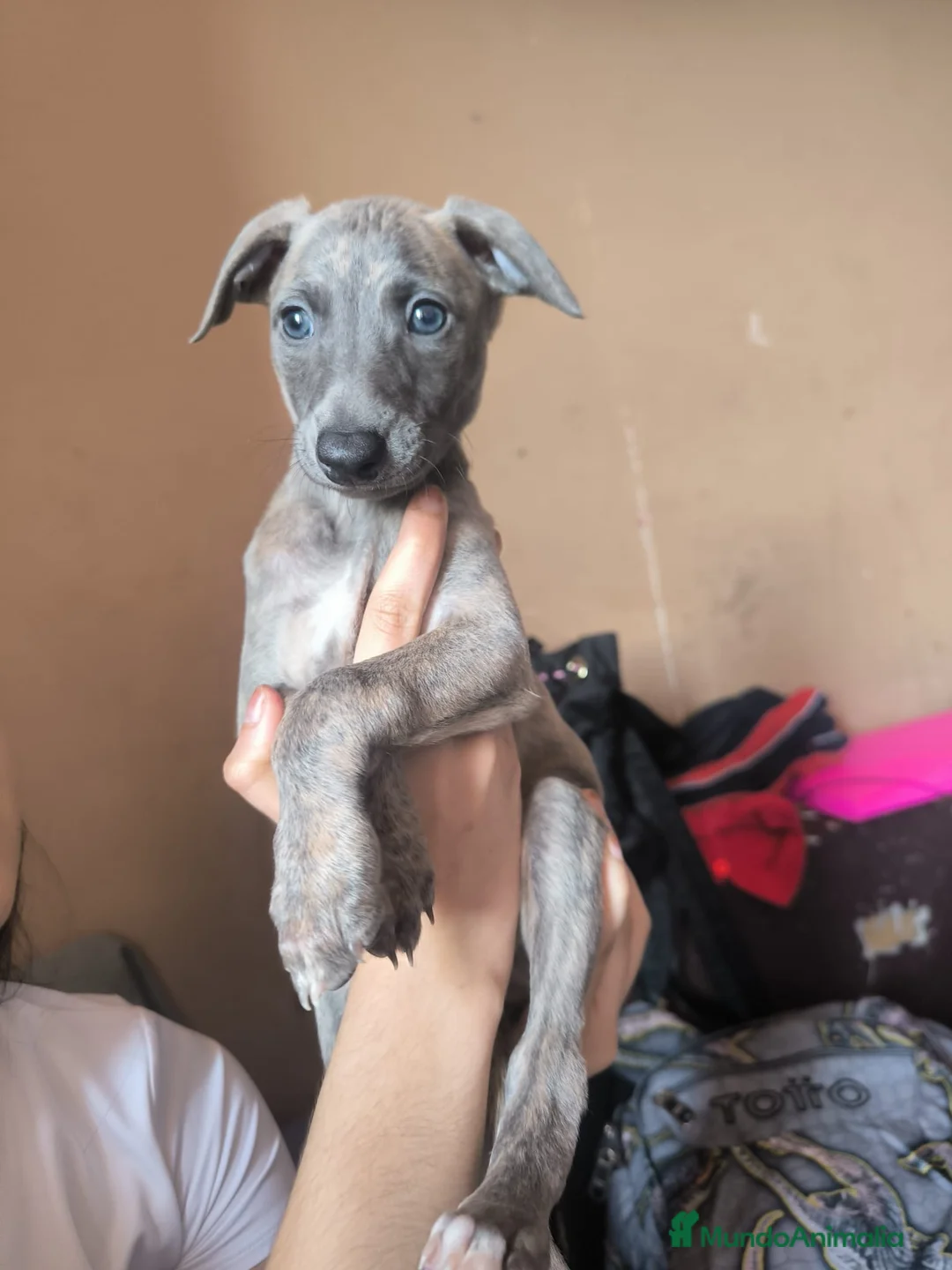 Whippet perros en venta: Whippet macho disponible  en Madrid - Anuncio 2