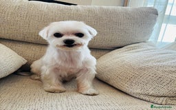 Bichón Maltés perros en adopcion: Bichon maltes hembra en adopcion - Imagen 2
