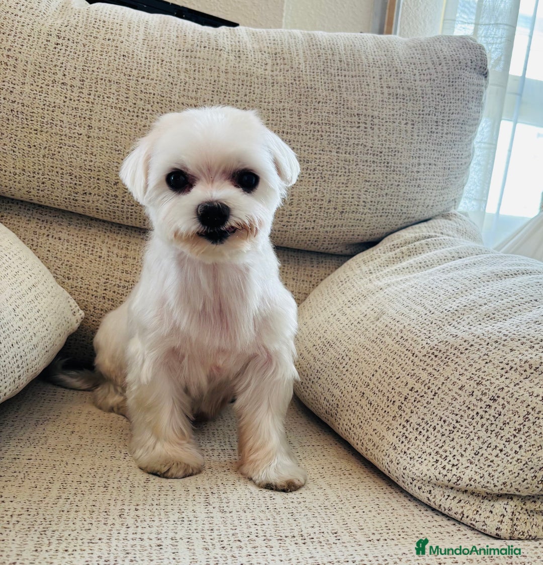 Bichón Maltés perros en adopcion: Bichon maltes hembra en adopcion - Imagen 2
