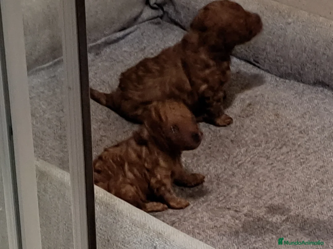 Caniche Toy perros en venta: Cachorros de caniche toy - Anuncio 2