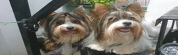 Biewer Yorkshire Terrier a la Pom Pon perros en venta: Biewer cachorros con pedigree - Anuncio 1