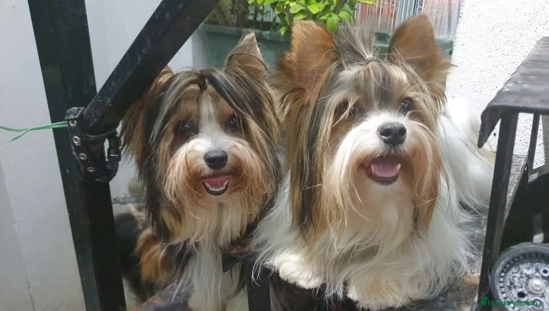 Biewer Yorkshire Terrier a la Pom Pon perros en venta: Biewer cachorros con pedigree - Anuncio 1