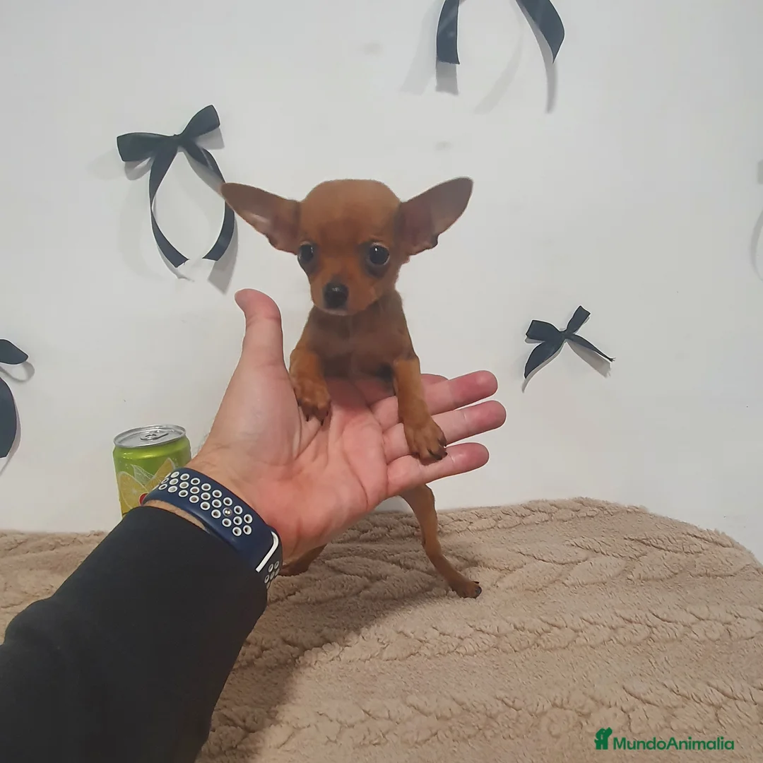 Chihuahua perros en venta: Chihuahua miniatura  - Anuncio 1