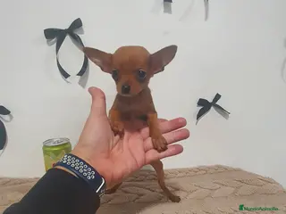 Chihuahua perros Chihuahua miniatura - Anuncio 1