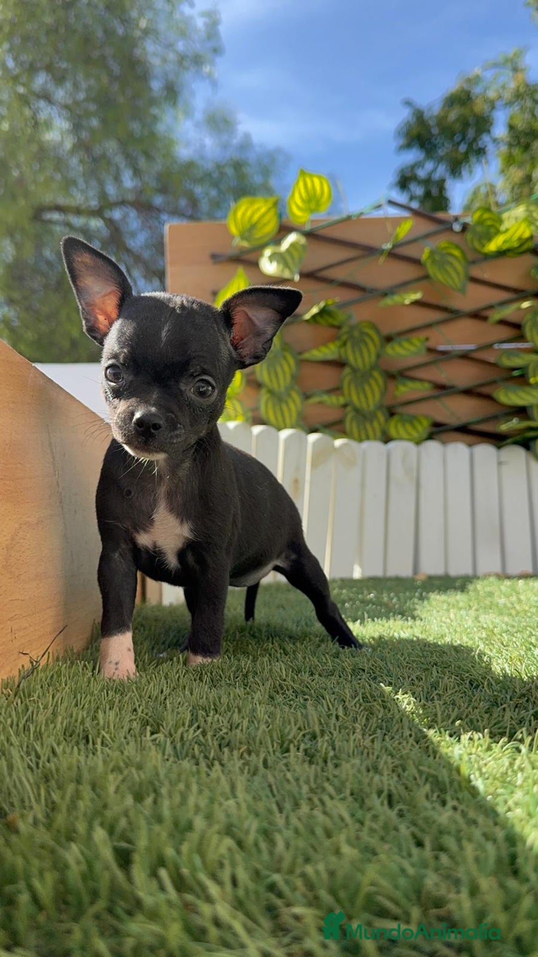 Chihuahua perros en venta: CHIHUAHUA HEMBRA - Imagen 16