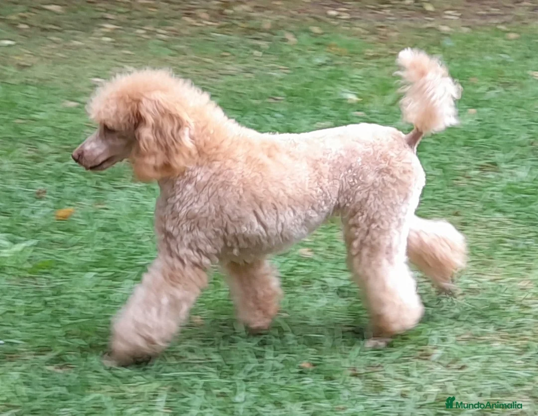 Imagen de galería {{count}}