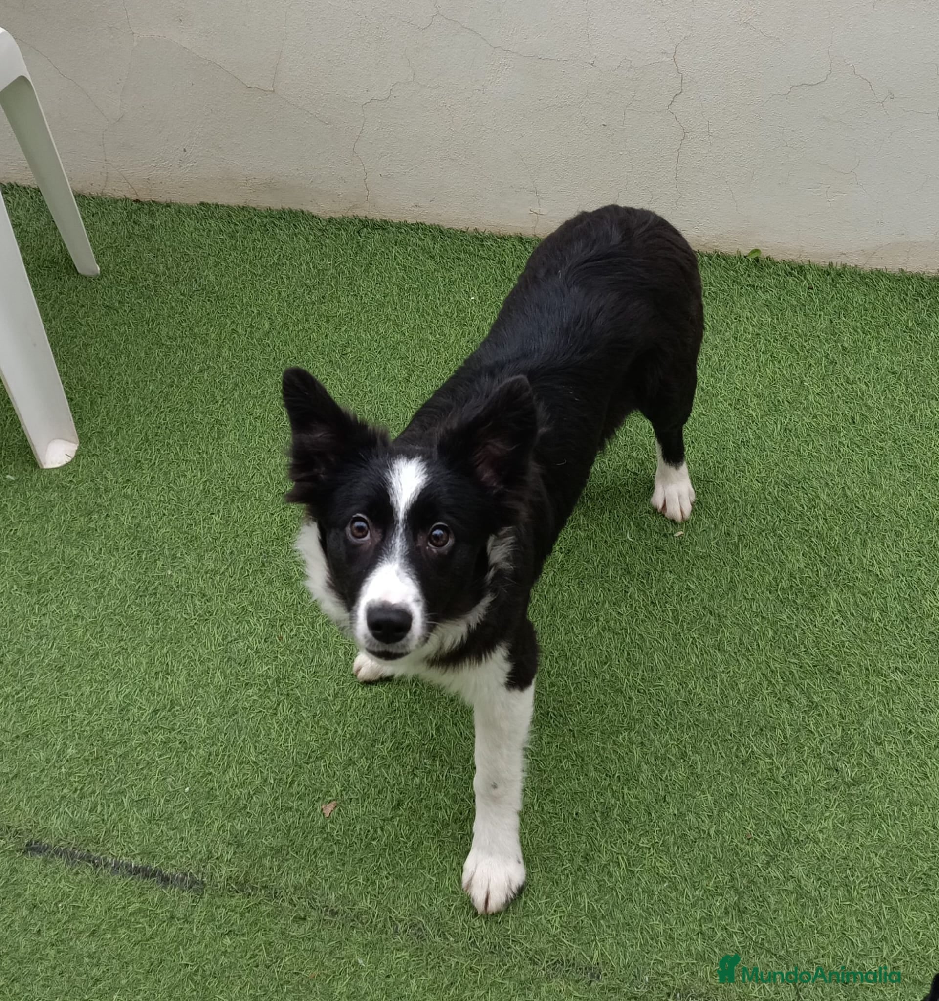 Border Collie perros Border collie  - Anuncio 2