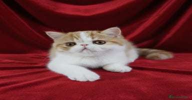 Exótico de Pelo Corto gatos 🐯 EXOTIC SHORTHAIR RED TABBY & WHITE - Anuncio 15