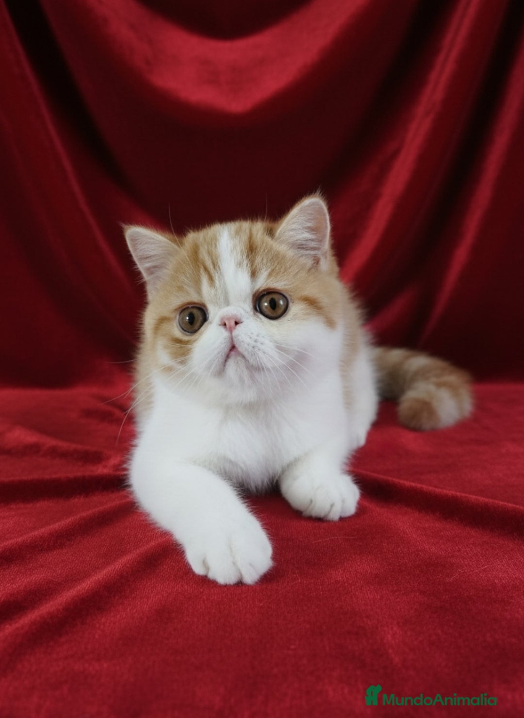 Exótico de Pelo Corto gatos en venta: 🐯 EXOTIC SHORTHAIR RED TABBY & WHITE - Anuncio 2