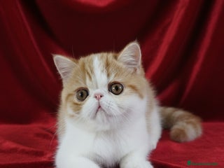 Exótico de Pelo Corto gatos - Anuncio 2