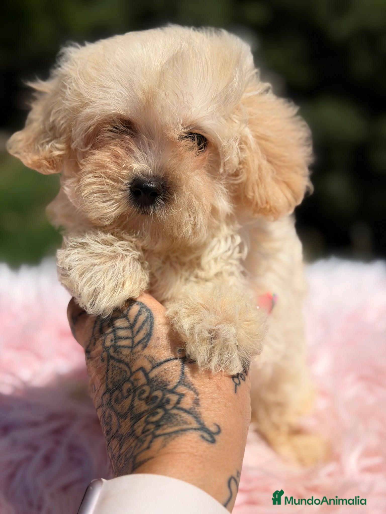 Maltipoo perros Maltipoo f1  - Anuncio 1