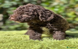 Perro de Agua Español perros en venta: Perro de Agua chocolate  - Imagen 7