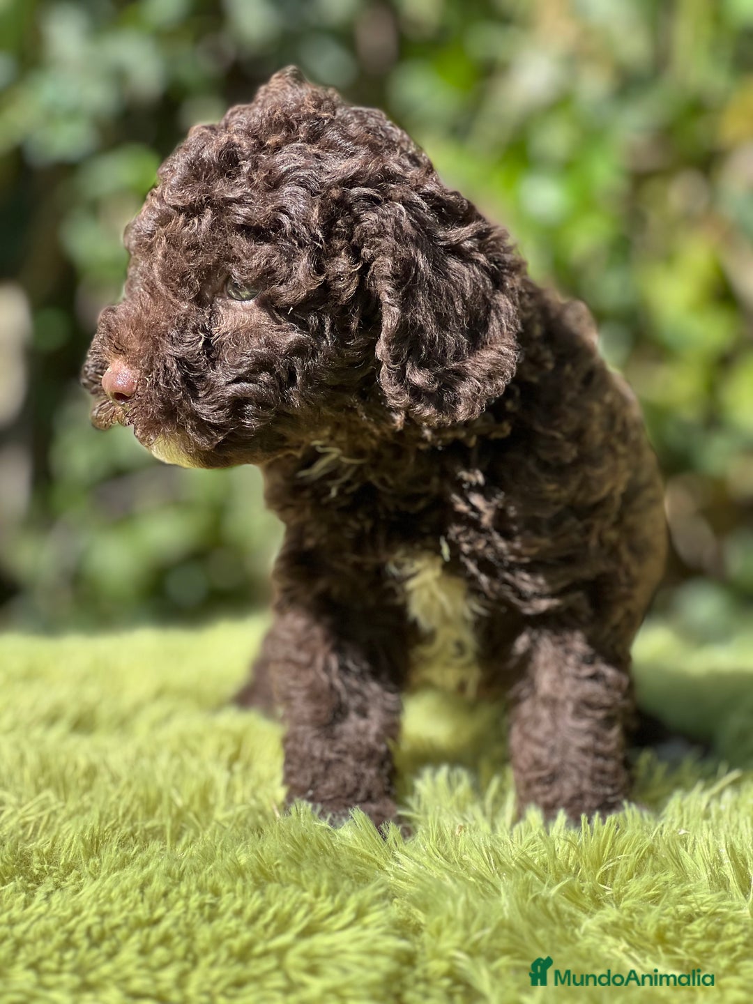 Perro de Agua Español perros en venta: Perro de Agua chocolate  - Imagen 7