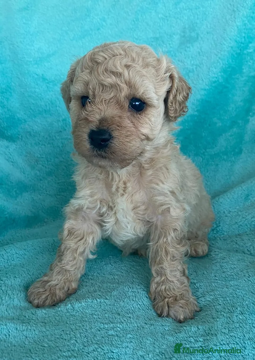 Caniche Toy perros en venta: Caniche toy, precio real - Anuncio 2