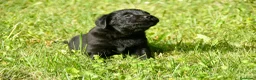 Labrador Retriever perros en venta: Cachorros de Labrador Retriever Negros - Anuncio 27