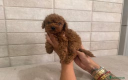 Caniche Toy perros en venta: Caniches toy  - Imagen 4