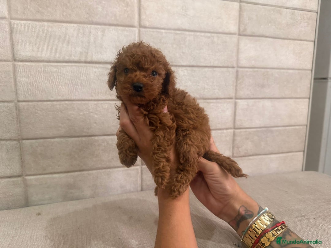 Caniche Toy perros en venta: Caniches toy  - Imagen 4